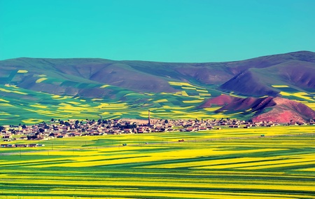 Oil seed rape field in the summer sun,Filming in China's Qinghaiの写真素材