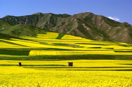 Oil seed rape field in the summer sun,Filming in China's Qinghai