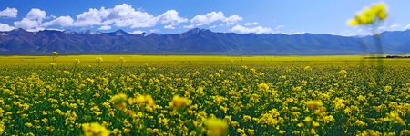 Oil seed rape field in the summer sun,Filming in China's Qinghaiの写真素材