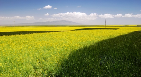 Oil seed rape field in the summer sun,Filming in China's Qinghaiの写真素材