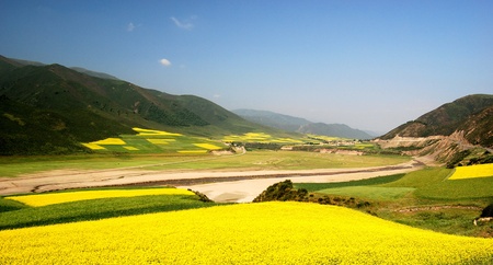 Oil seed rape field in the summer sun,Filming in China's Qinghaiの写真素材