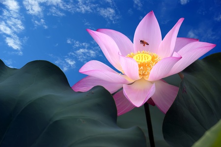 Lotus Flowerの写真素材