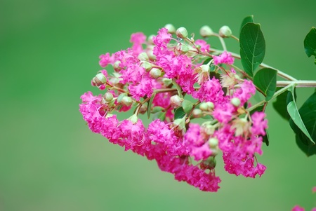 Crape myrtleの写真素材