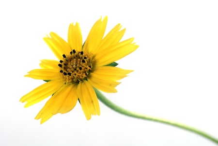 Wild Chrysanthemumの写真素材
