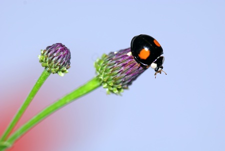A  ladybird in a   flowerの写真素材