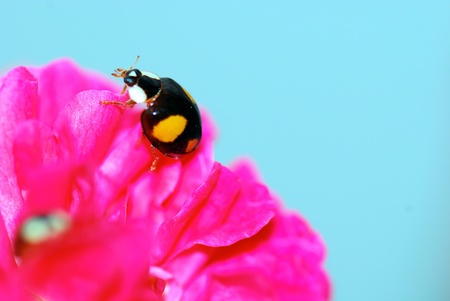 A   ladybird in a  pink flowerの写真素材