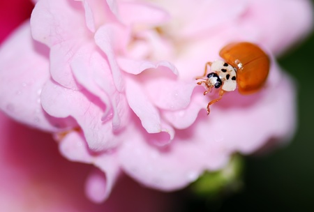 A   ladybird in a  pink flowerの写真素材