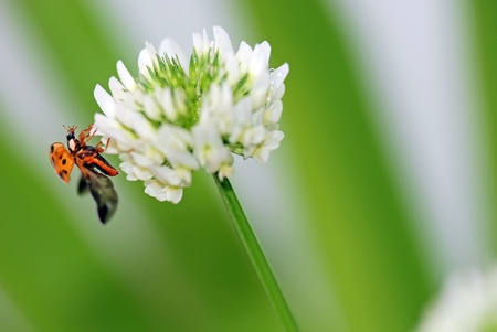 A  red ladybird in a  white  flowerの写真素材