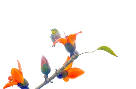 Bird rest at the red Kapokの写真素材