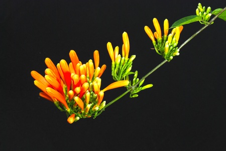 firecracker vine. His scientific name is Russelia equisetiformisの写真素材