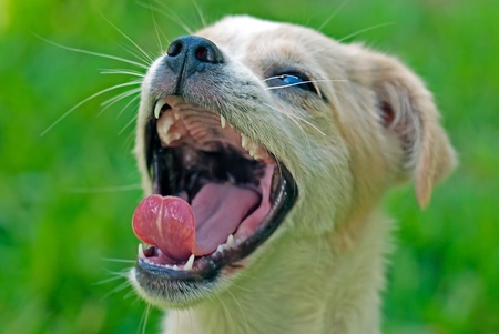 Labrador Retriever puppy  on the Green grassの写真素材