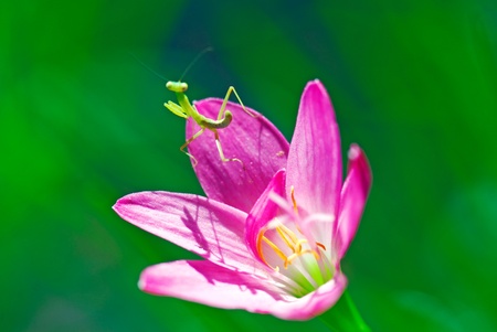 Praying  Mantis  stop on the leek orchidの写真素材