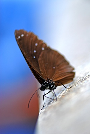 Butterflyの写真素材