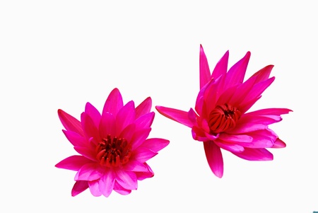 Pink water lily isolated on a white backgroundの写真素材