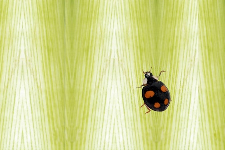 Ladybugの写真素材