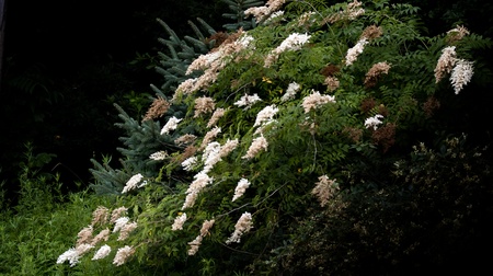 Beautiful wild flower On China Qinling sierra cliff.の写真素材