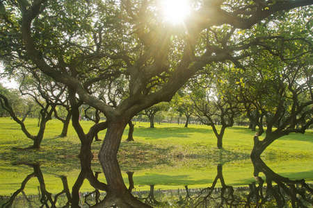 The beautiful   comb Citong woods in the parkの写真素材