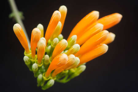 firecracker vine,His scientific name is Russelia equisetiformisの写真素材