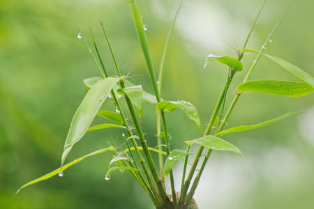 The bamboo covered with drops of water, very beautifulの写真素材
