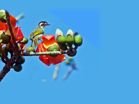 Kapok and birds,His scientific name is  Bomhax seibaの写真素材