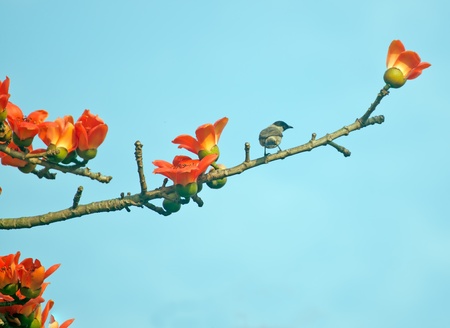 Kapok and birds,His scientific name is  Bomhax seibaの写真素材