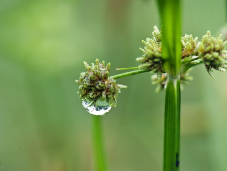 The grass after the rain covered with drops of water, beautifulの写真素材
