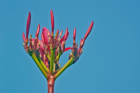 Silhouetted against the blue sky background with red frangipani bud, exceptionally brightの写真素材