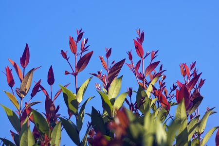 Syzygium hancei   It s scientific name is called Syzygium hancei
