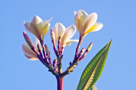 White Frangipani flowers His scientific name  is PLUMERIA RUBRACVの写真素材