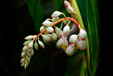 Variegated  Shell  Ginger It s scientific name was called Alpinia zerumbet の写真素材