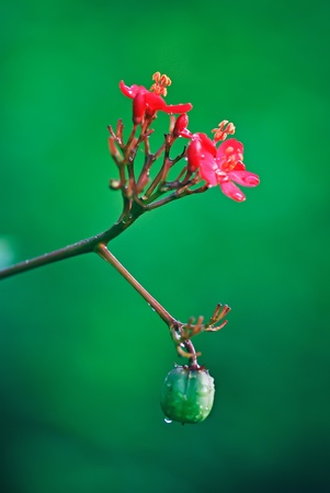 Jatropha integerrimaの写真素材