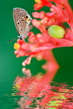 Herb of Chien Briggsia  Its scientific name is Jatropha Podagricaの写真素材