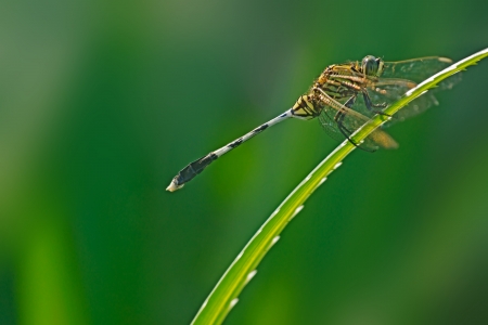 Dragonflyの写真素材