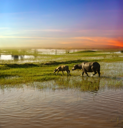 Blue sky and the green grass, colorfulの写真素材