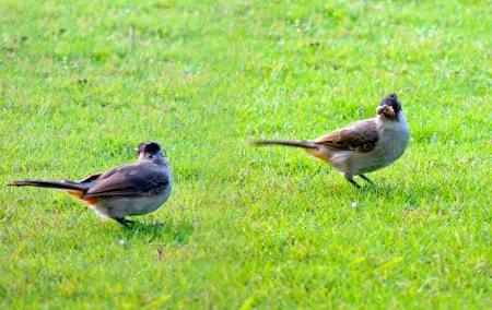 Yellow-vented Bulbul His scientific name is called Pycnonotus xanthorrhousの写真素材