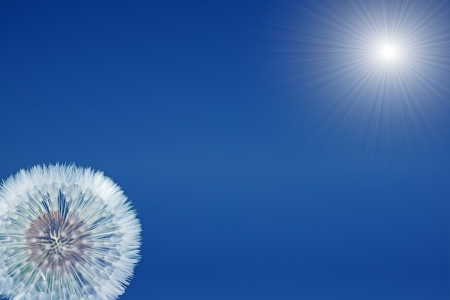 Blue sky and sun with dandelionの写真素材