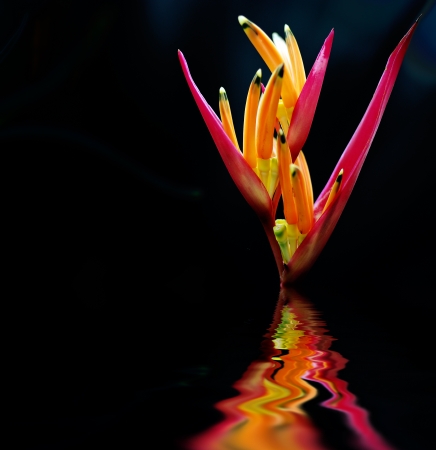The scientific name of the Bird-of-paradise flower is Strelitzia reginae Banksの写真素材