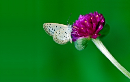 The butterfly stopped in the grassの写真素材