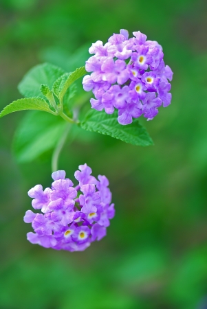 Common Lantana The scientific name of the Common Lantana flower is Lantana montevidensisの写真素材