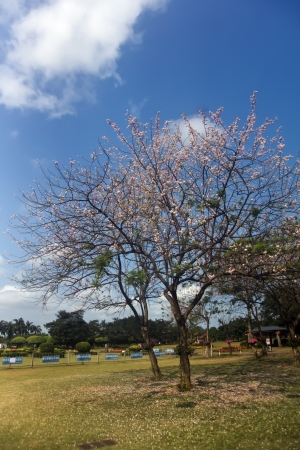 Locust tree in full bloom in the park