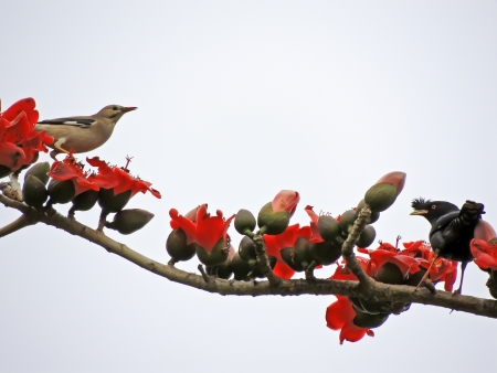 The Kapok and birdsの写真素材