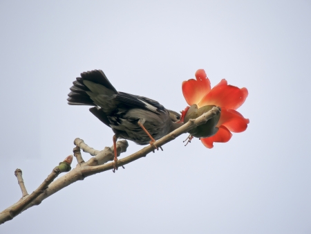 The Kapok and birdsの写真素材