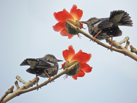 The Kapok and birds          の写真素材