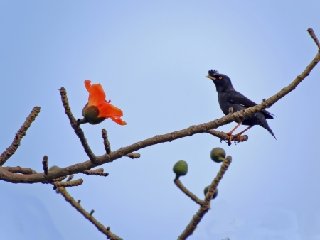  The Kapok and birds         の写真素材