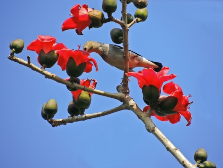 The Kapok and birds          の写真素材