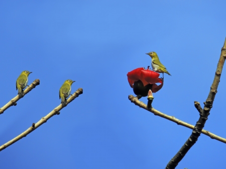 The Kapok and birdsの写真素材