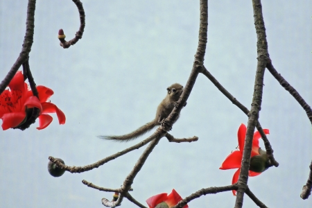 The Kapok and small squirrelsの写真素材