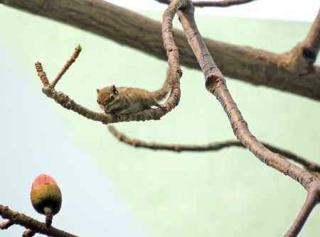The Kapok and small squirrels          の写真素材