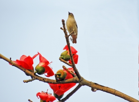  Kapok and the birdsの写真素材