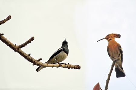  Kapok and the birds          の写真素材